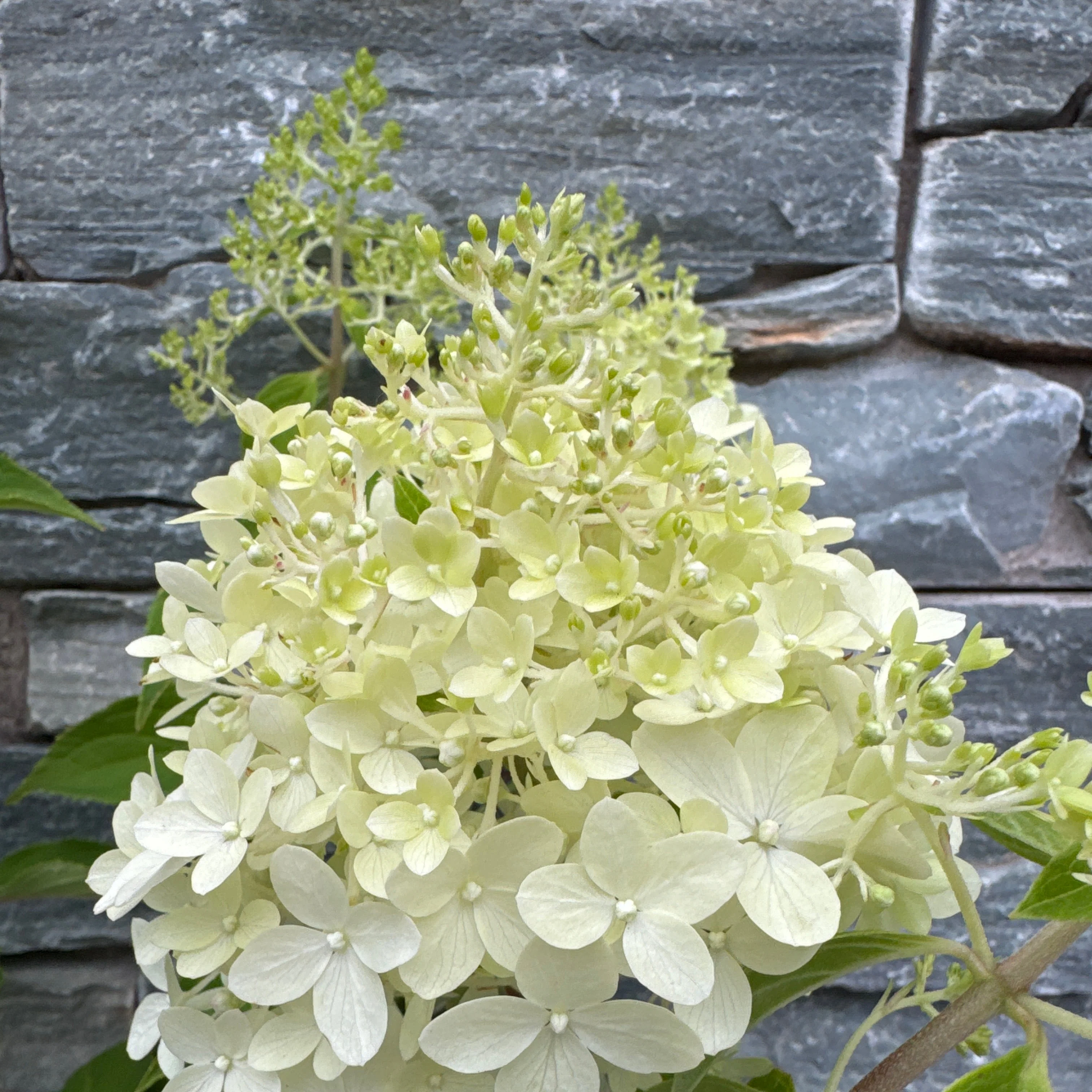 Hydrangea pan. Pinkachu  5 Ltr pot - Image 2