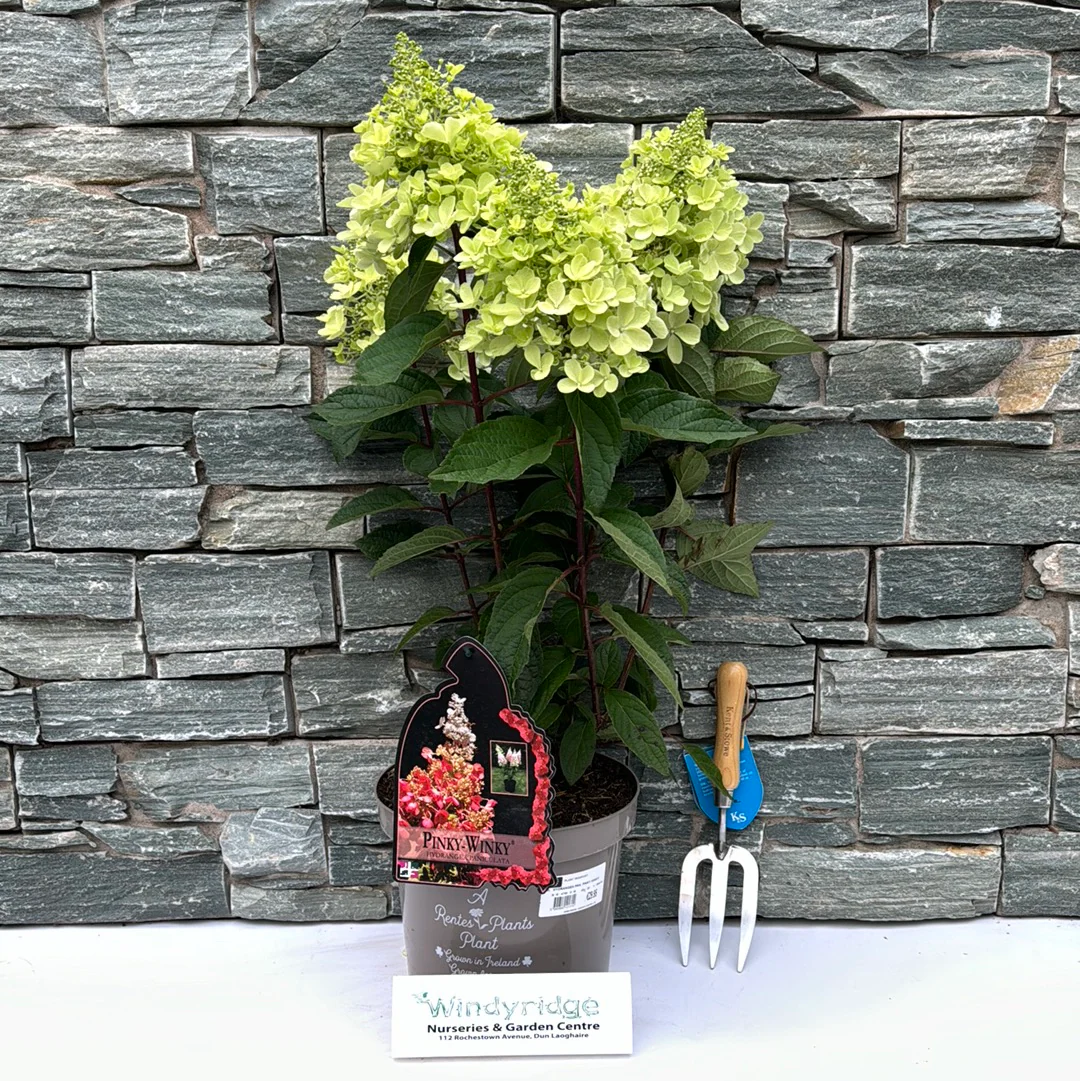 HYDRANGEA PAN. PINKY WINKY - Image 2