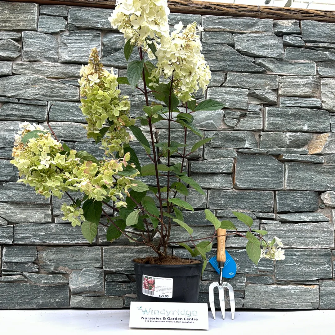 HYDRANGEA pan. Pinky Winky - Image 2