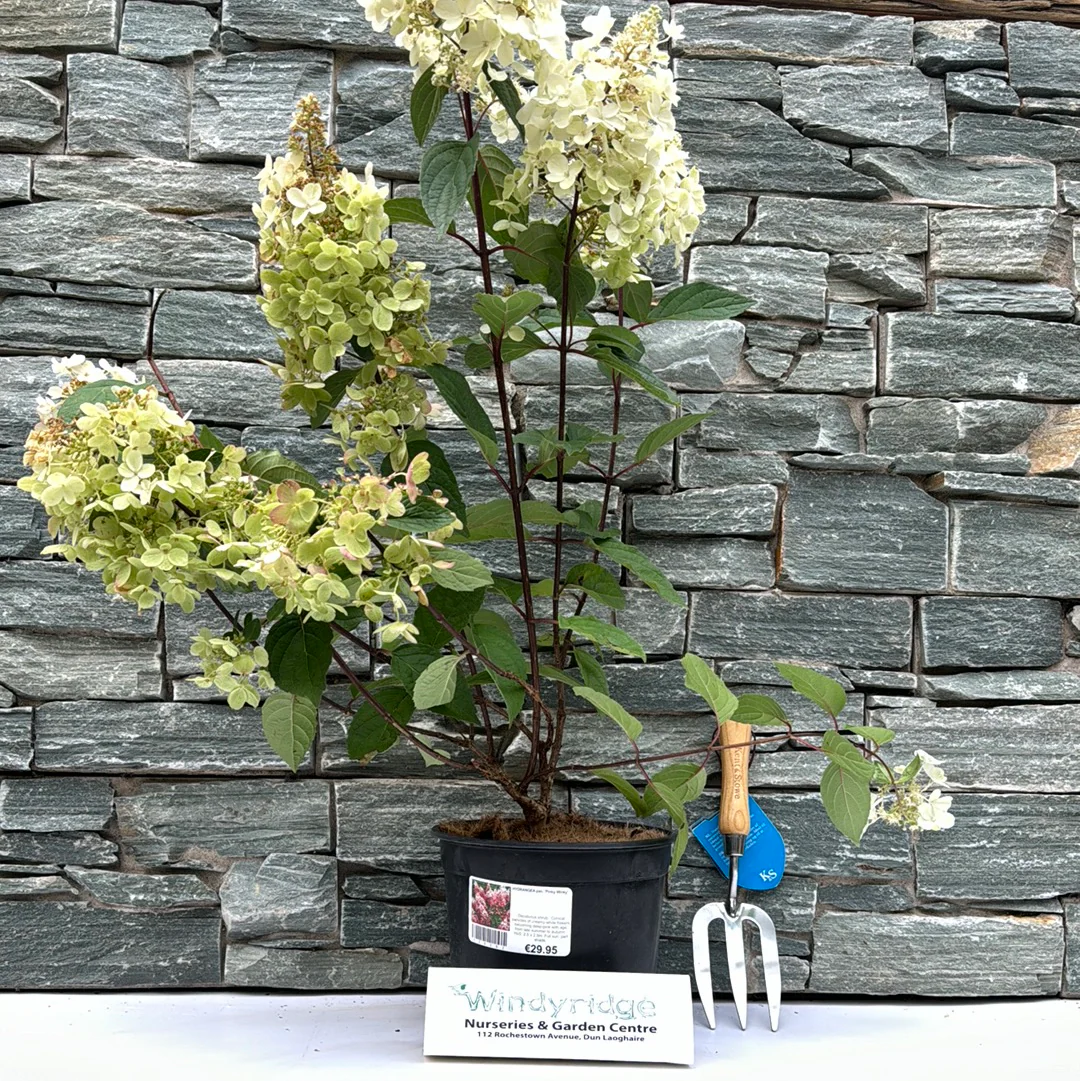 HYDRANGEA pan. Pinky Winky - Image 3
