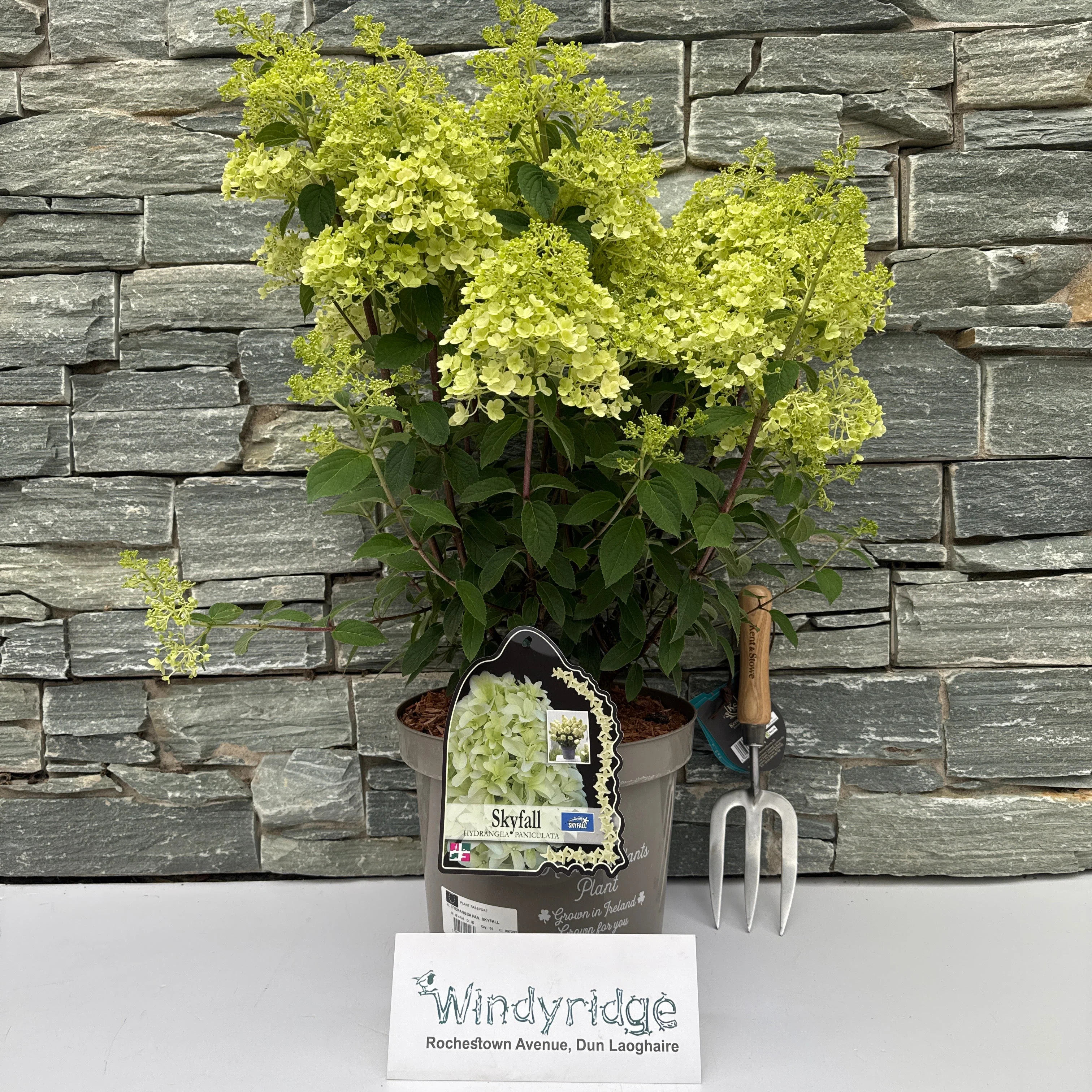HYDRANGEA PAN. SKYFALL 7.5Ltr Pot - Image 2