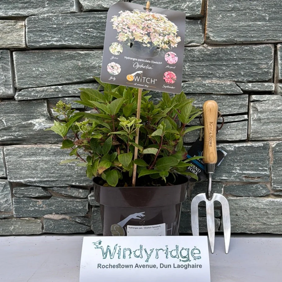 Hydrangea pan. (S)witch Ophelia  3 Ltr pot - Image 2