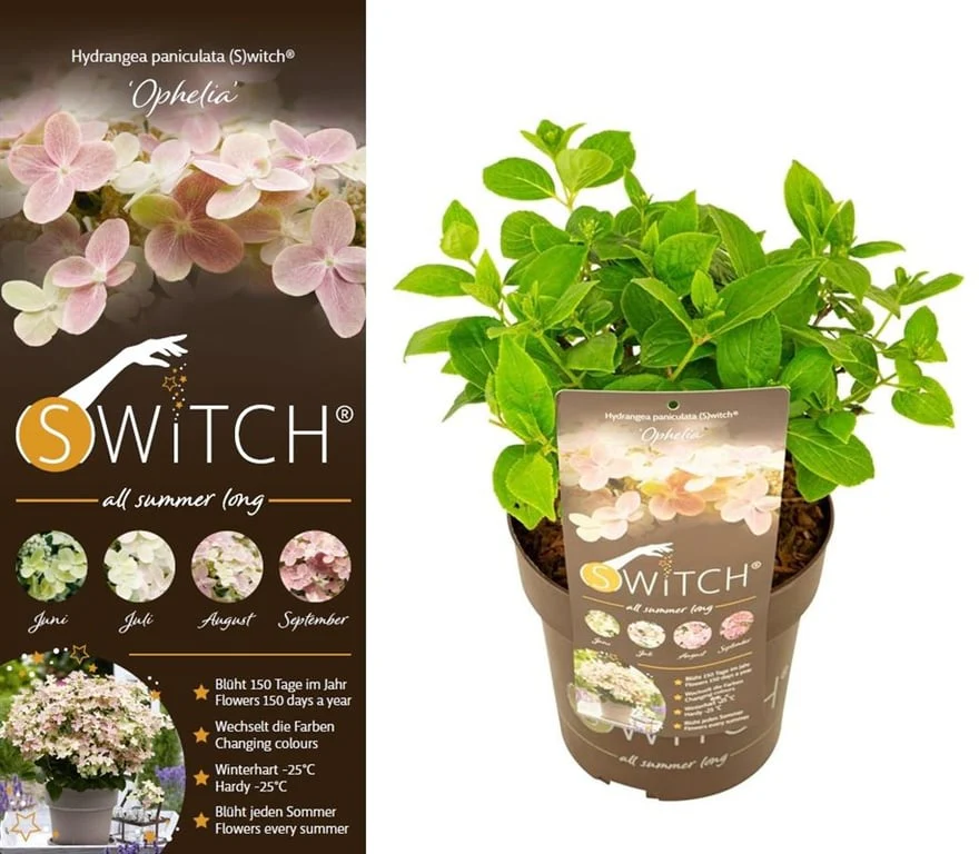 Hydrangea pan. (S)witch Ophelia  3 Ltr pot - Image 3
