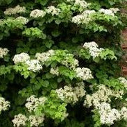 HYDRANGEA PETIOLARIS