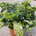 Hypericum Hidcote - Image 3
