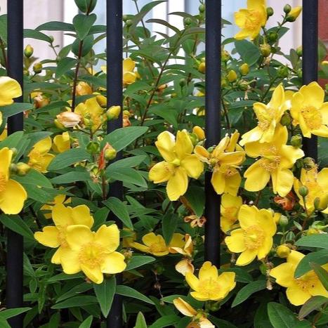 Hypericum Hidcote - Image 4