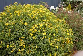 Hypericum kalmianum Sunny Boulevard