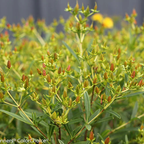 Hypericum Sunny Boulevard 3 Ltr pot - Image 4