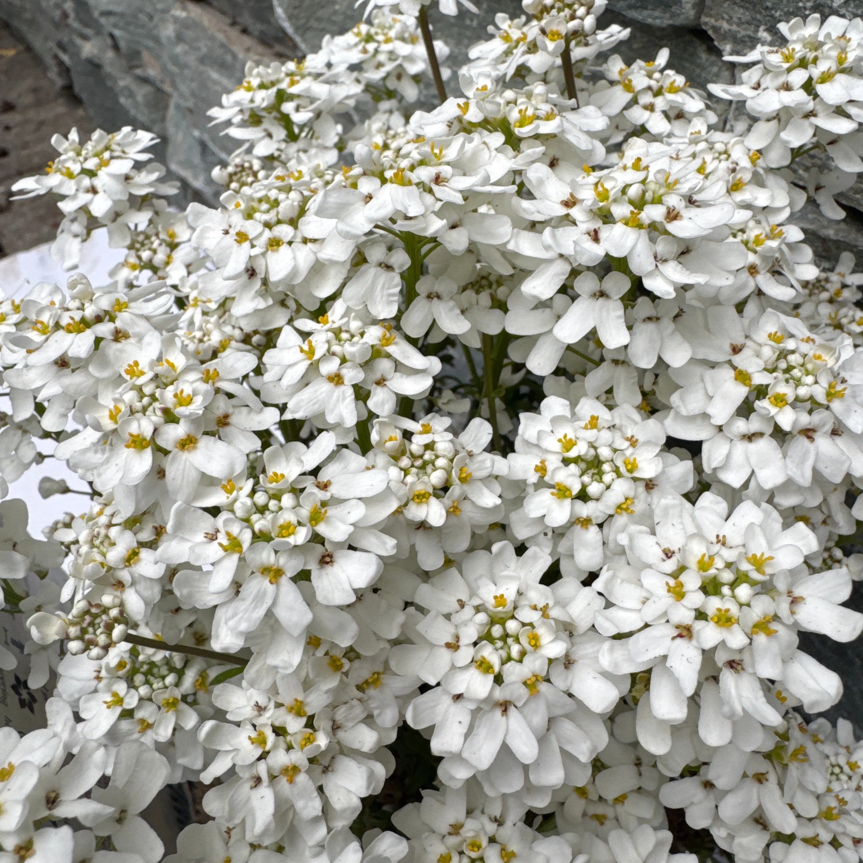Iberis Sempervirens