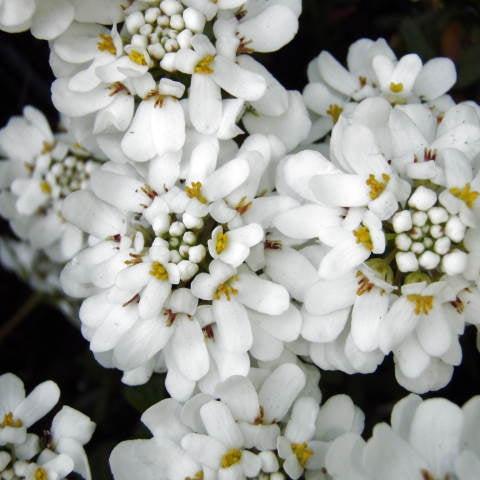 Iberis sempervirens Appen Etz - Image 2