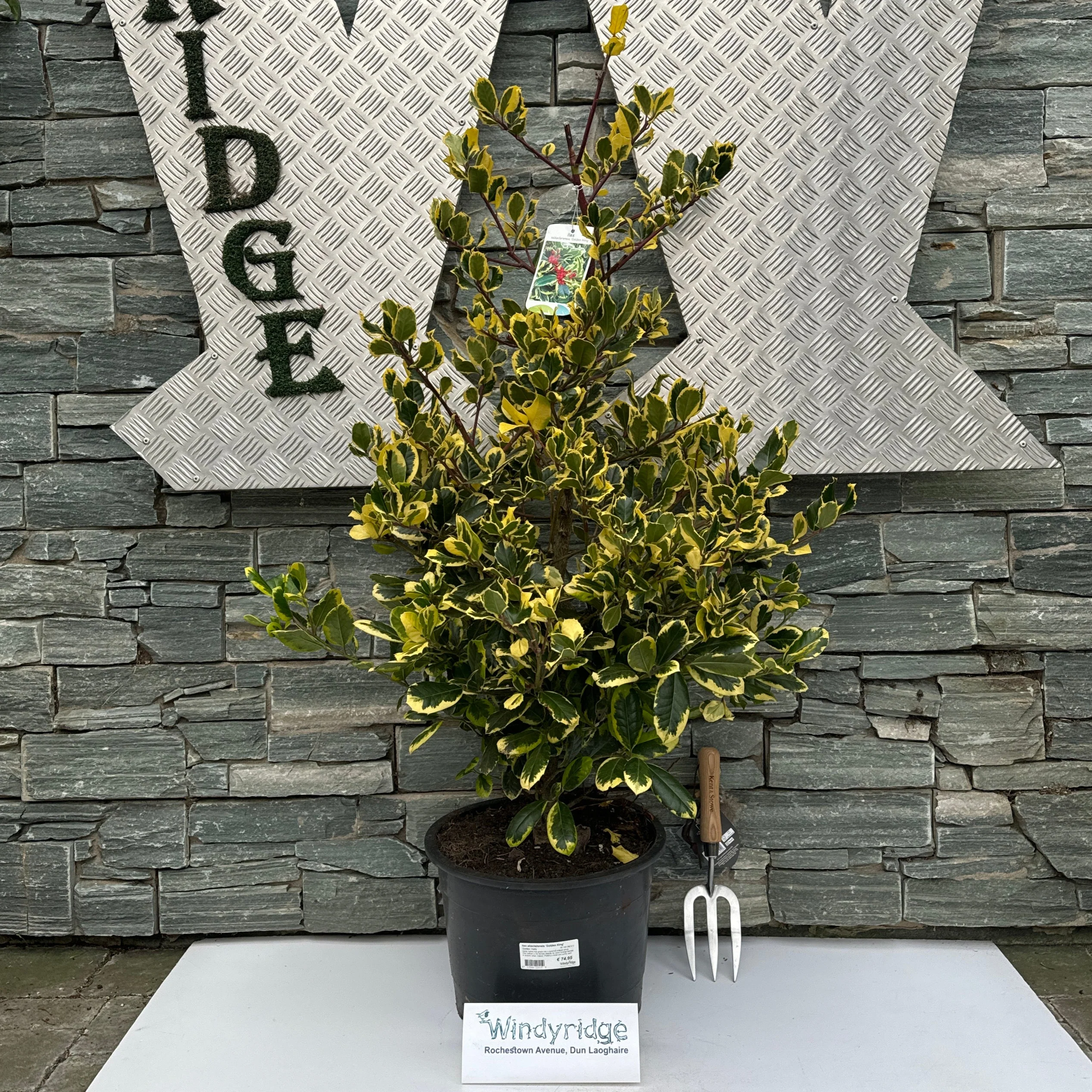 Ilex altaclerensis Golden King  80-100 CM C12 - Image 2