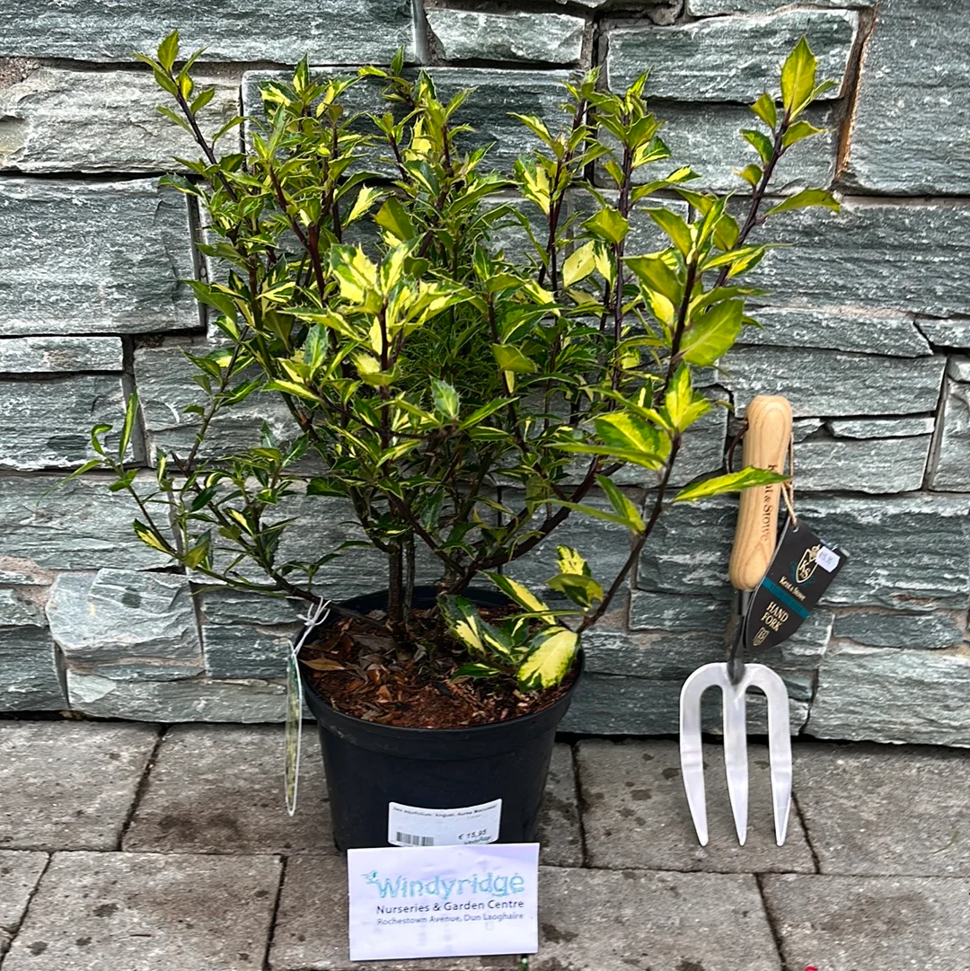 Ilex aquifolium Angust. Aurea Maculata  3 Ltr pot - Image 2