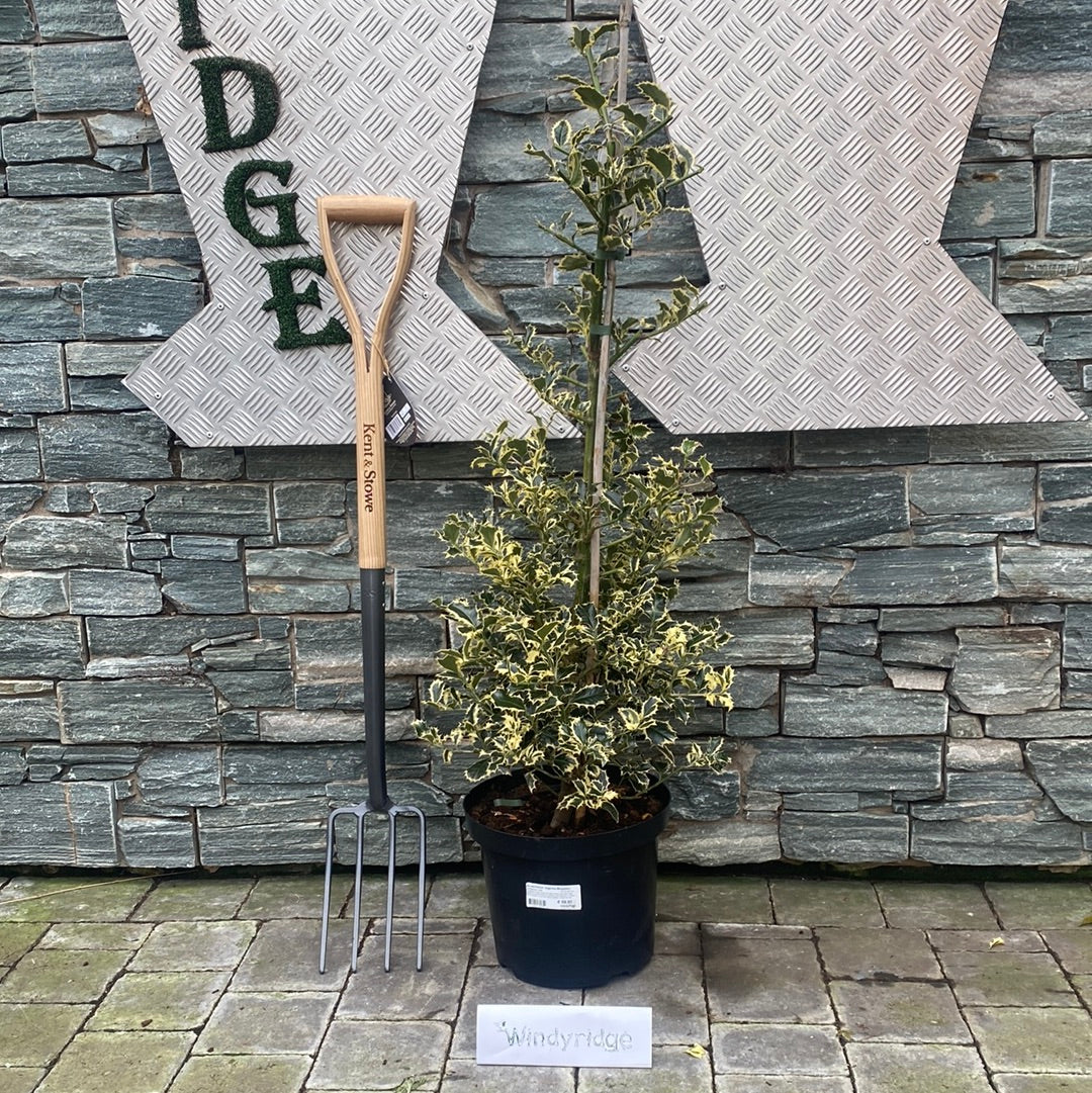 Ilex aquifolium Argentea Marginata  80-100 CM C10 - Image 2