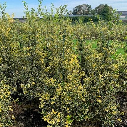 Ilex aquifolium Madame Briot 125-150 CM