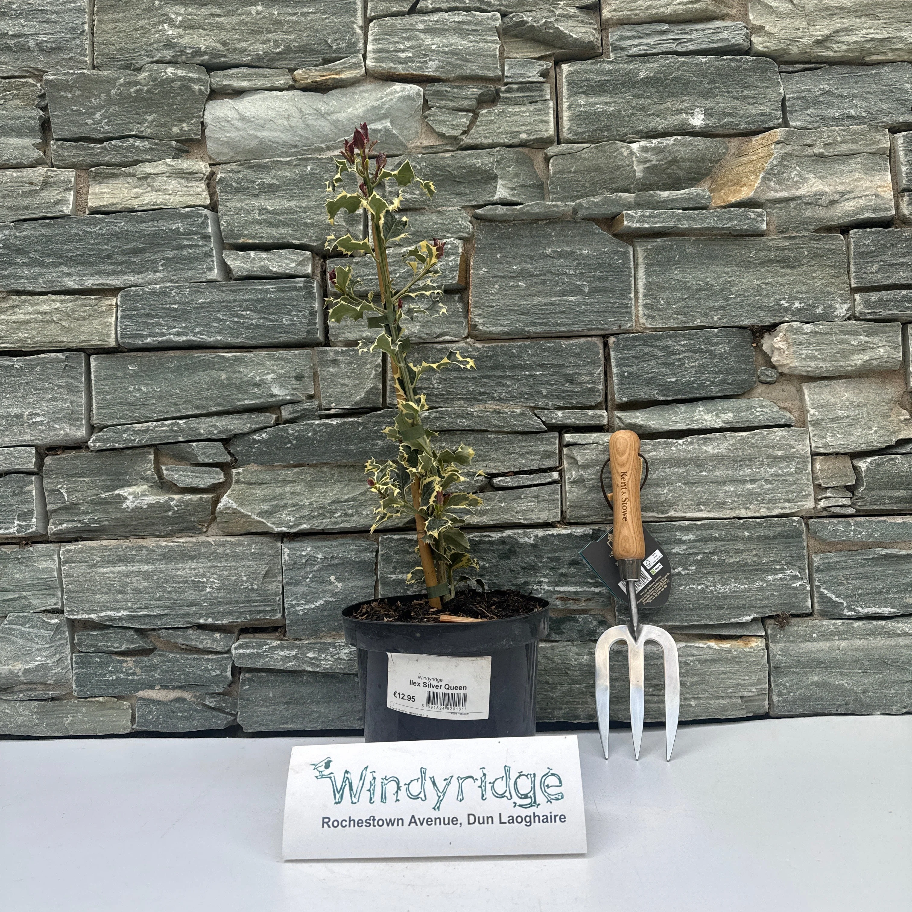 Ilex Aquifolium Silver Queen - Image 2