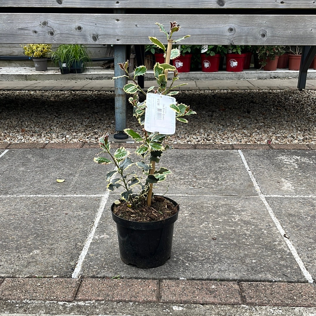 Ilex Aquifolium Silver Queen - Image 3