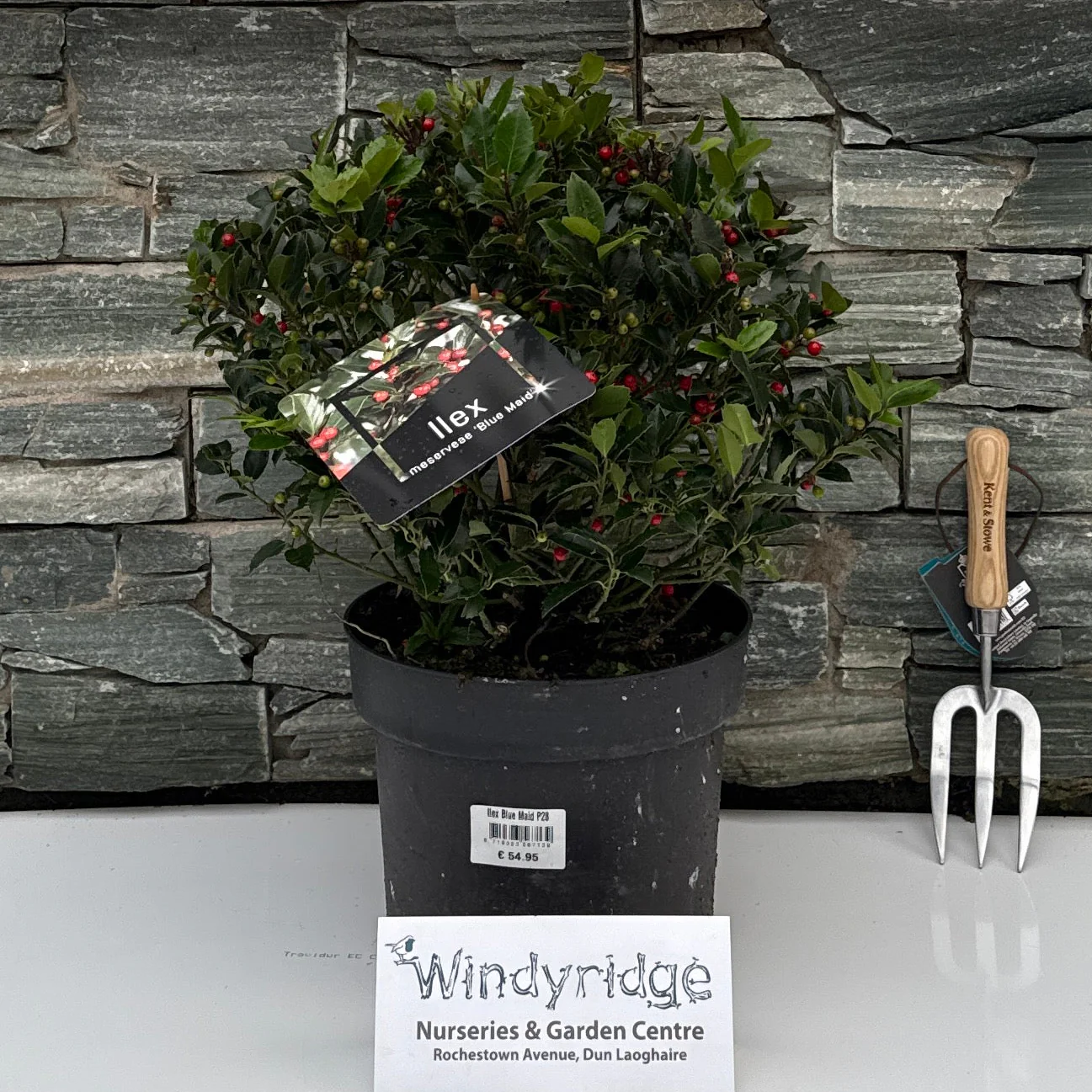 Ilex Blue Maid P28 Ball 40/50cm - Image 2