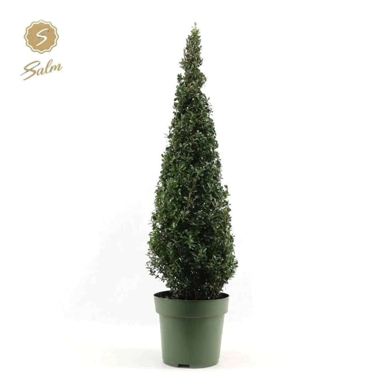 Ilex crenata 100 CM PYR C10