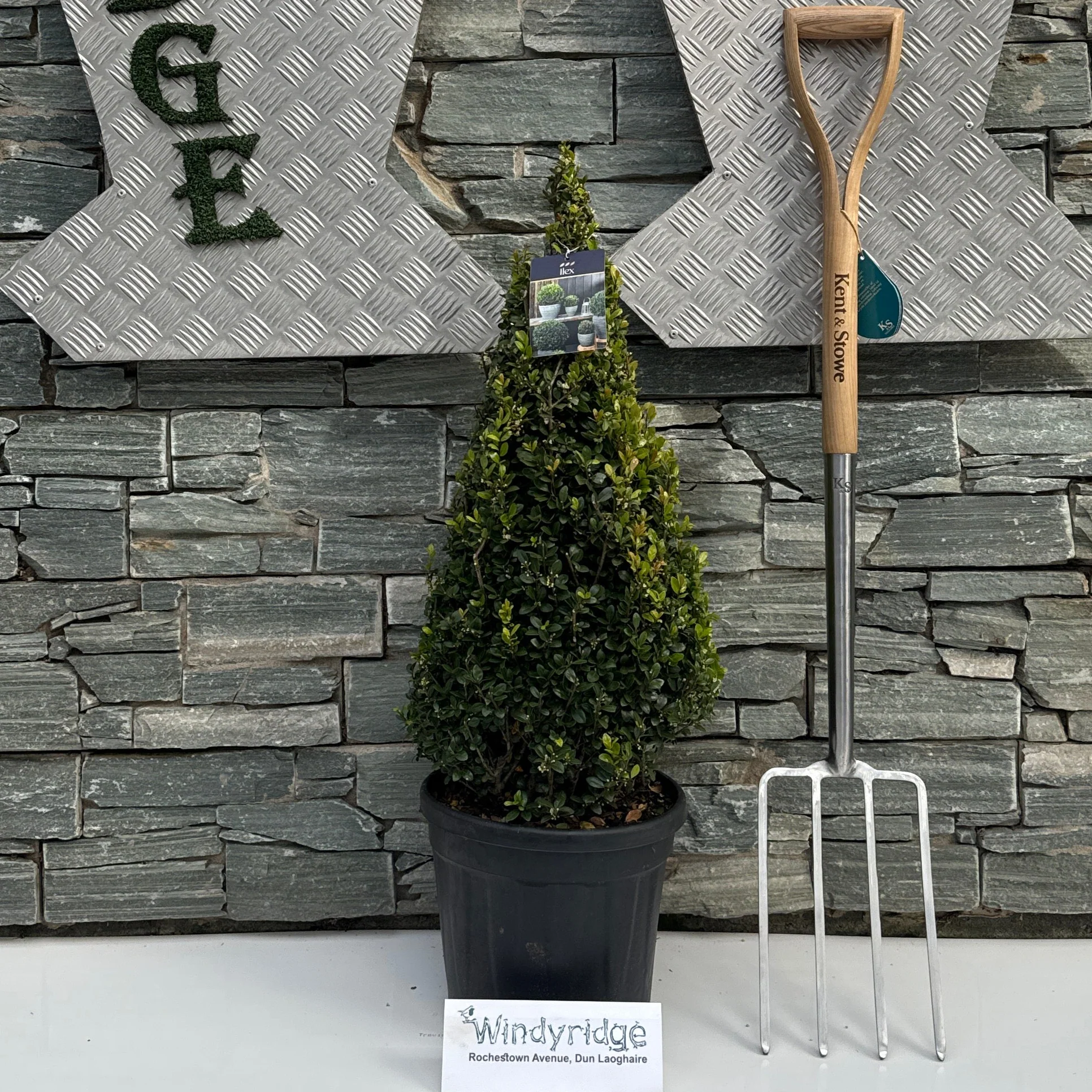 Ilex crenata Caroline Upright  60-70 CM PYR D10