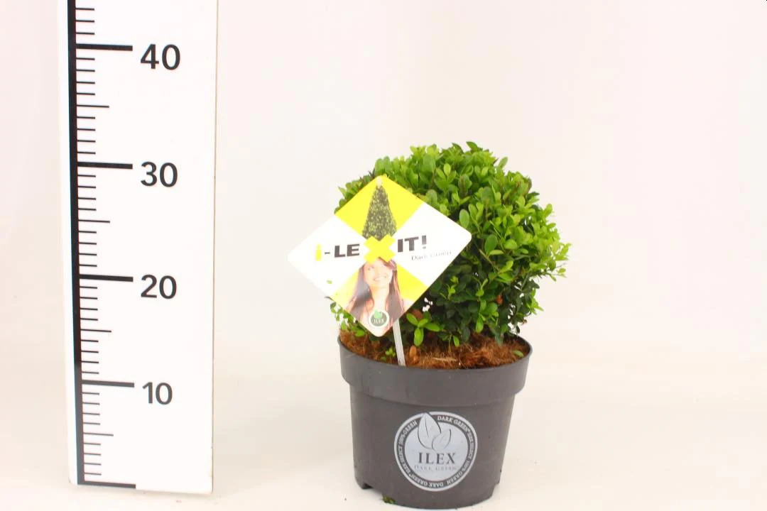 Ilex crenata Dark Green 30-40 CM C3
