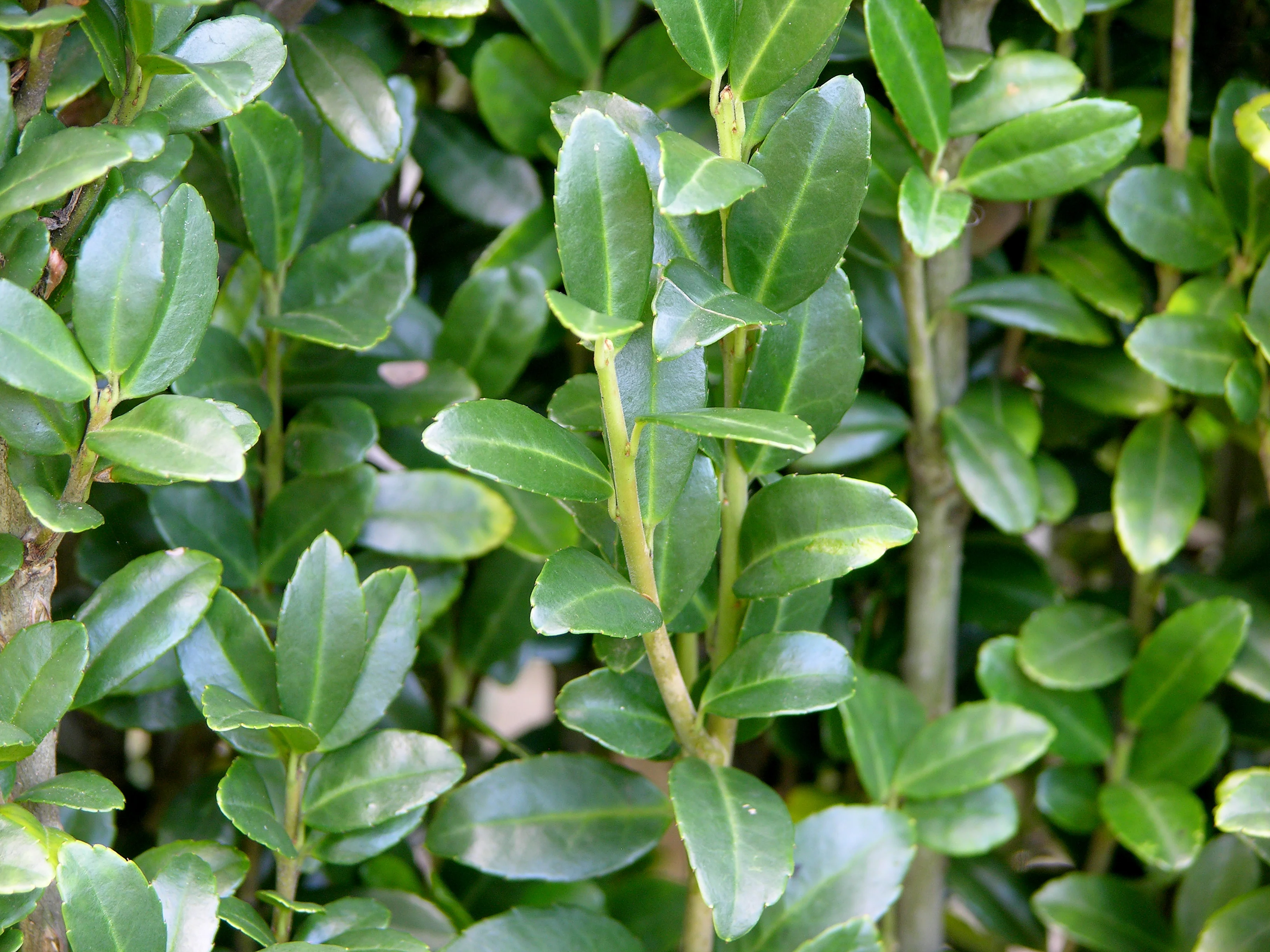 Ilex crenata Dark Green / 30 CM BALL C7.5 - Image 4