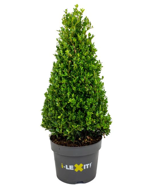 Ilex crenata Dark Green 60-65 CM PYR