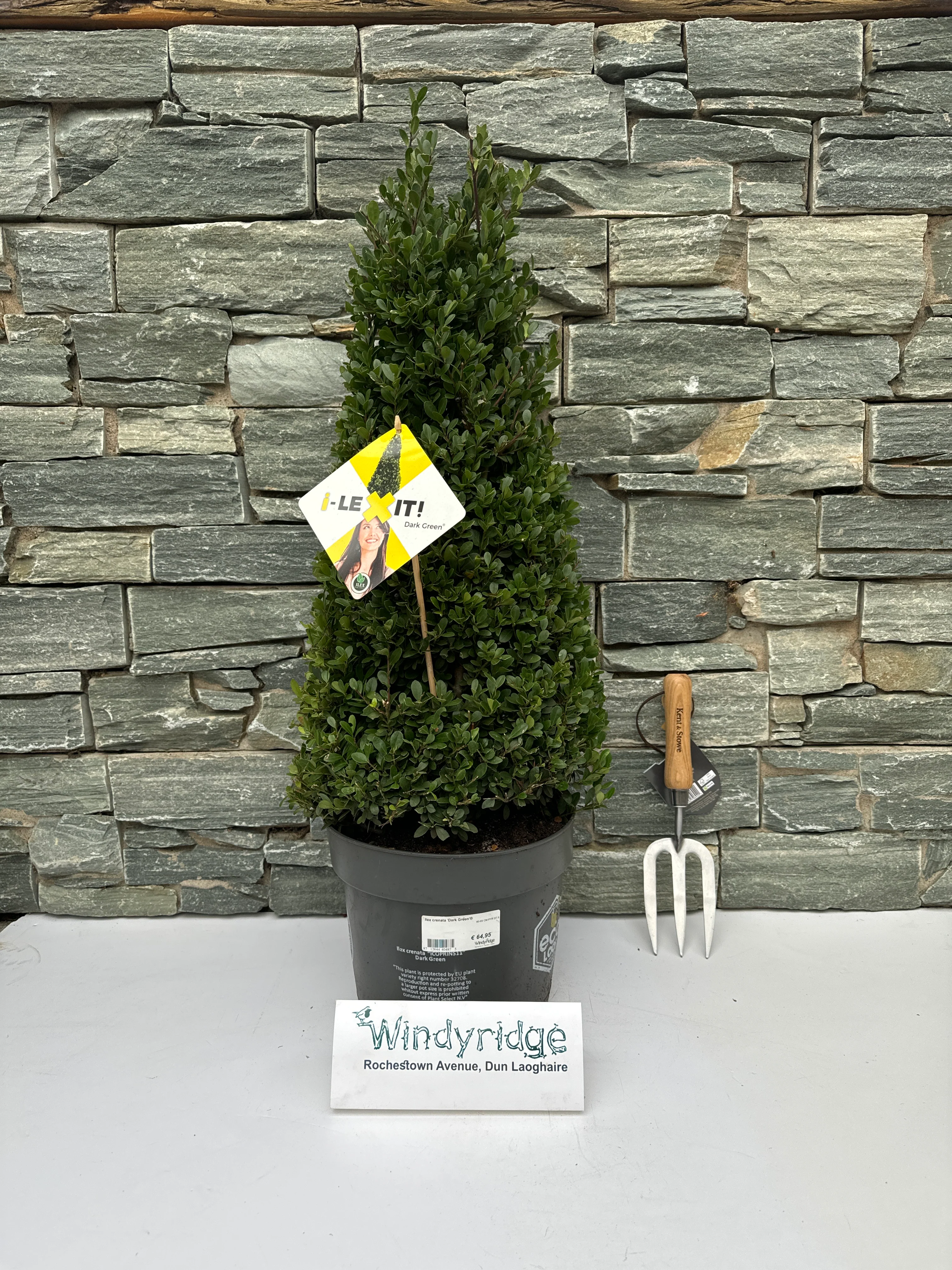 Ilex crenata Dark Green 60-65 CM PYR - Image 2