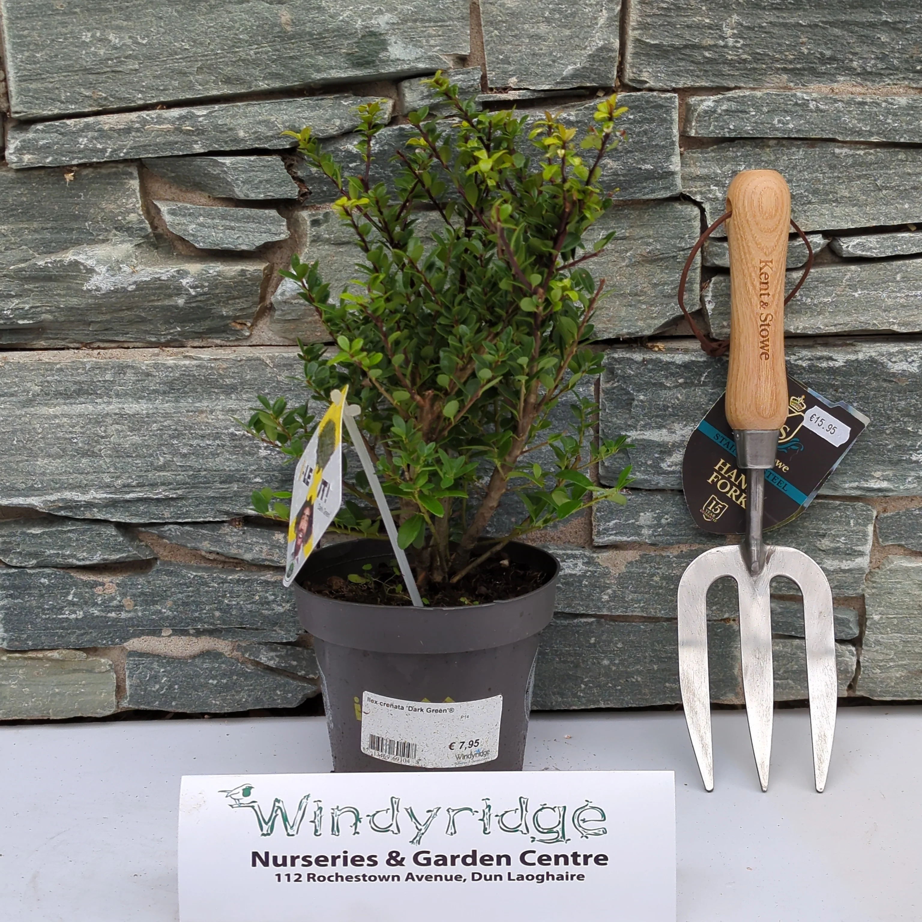 Ilex crenata Dark Green P14