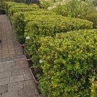 Ilex crenata Dark Green P14 - Image 2