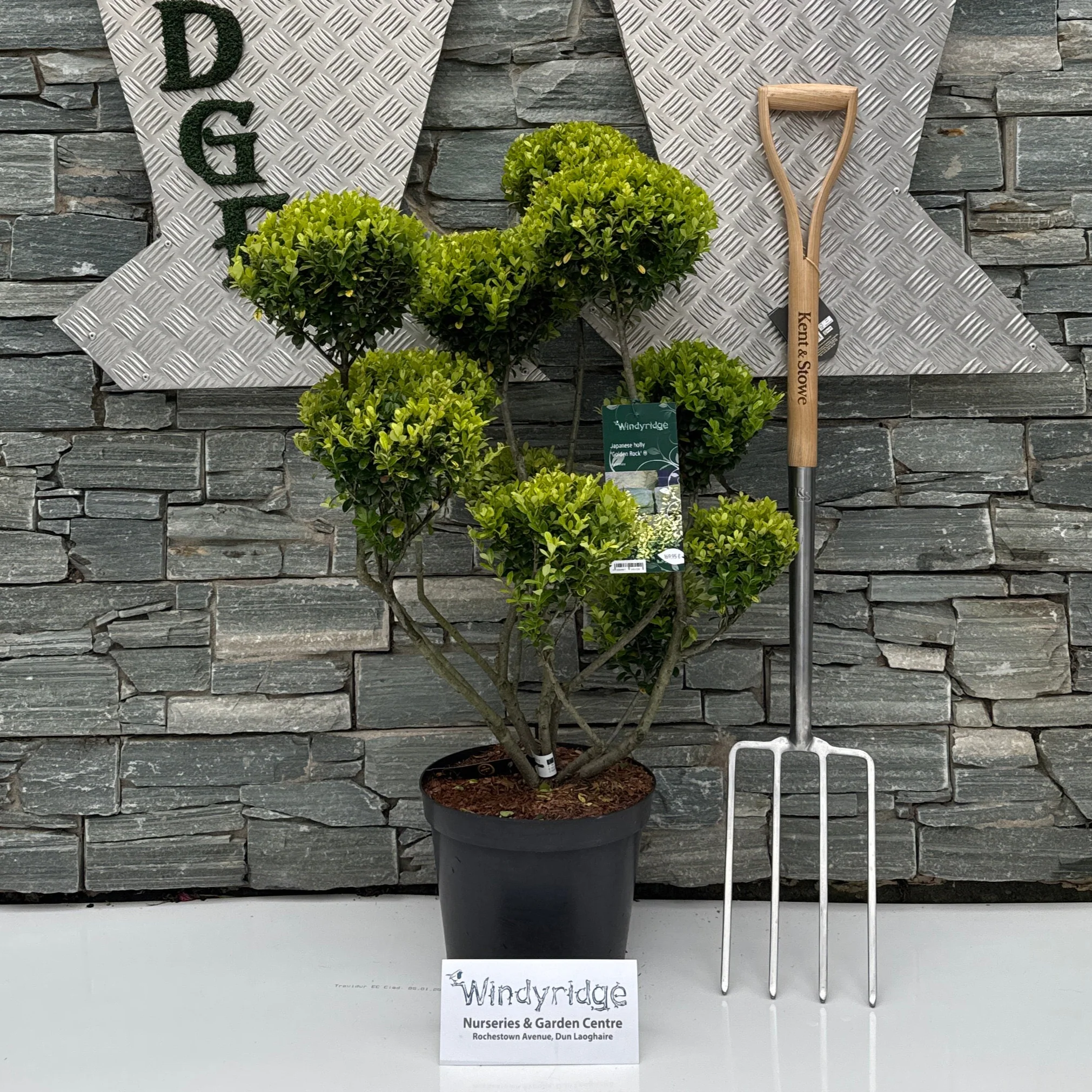 Ilex crenata Golden Rock