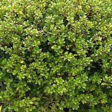 Ilex crenata Green Glory 35 CM BALL