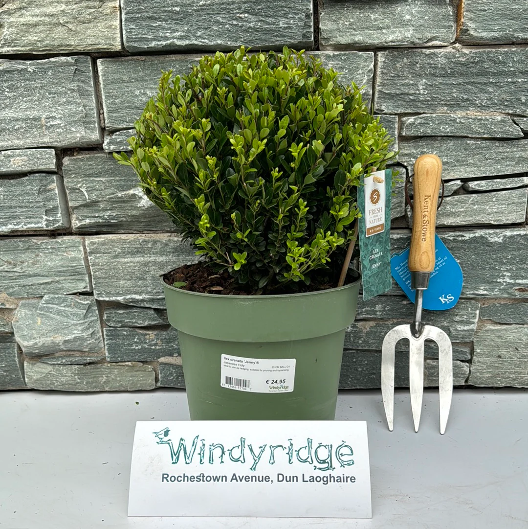Ilex crenata Jenny 25 CM BALL C4