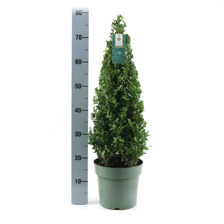 Ilex crenata Jenny  50-60 CM PYR C4 - Image 2