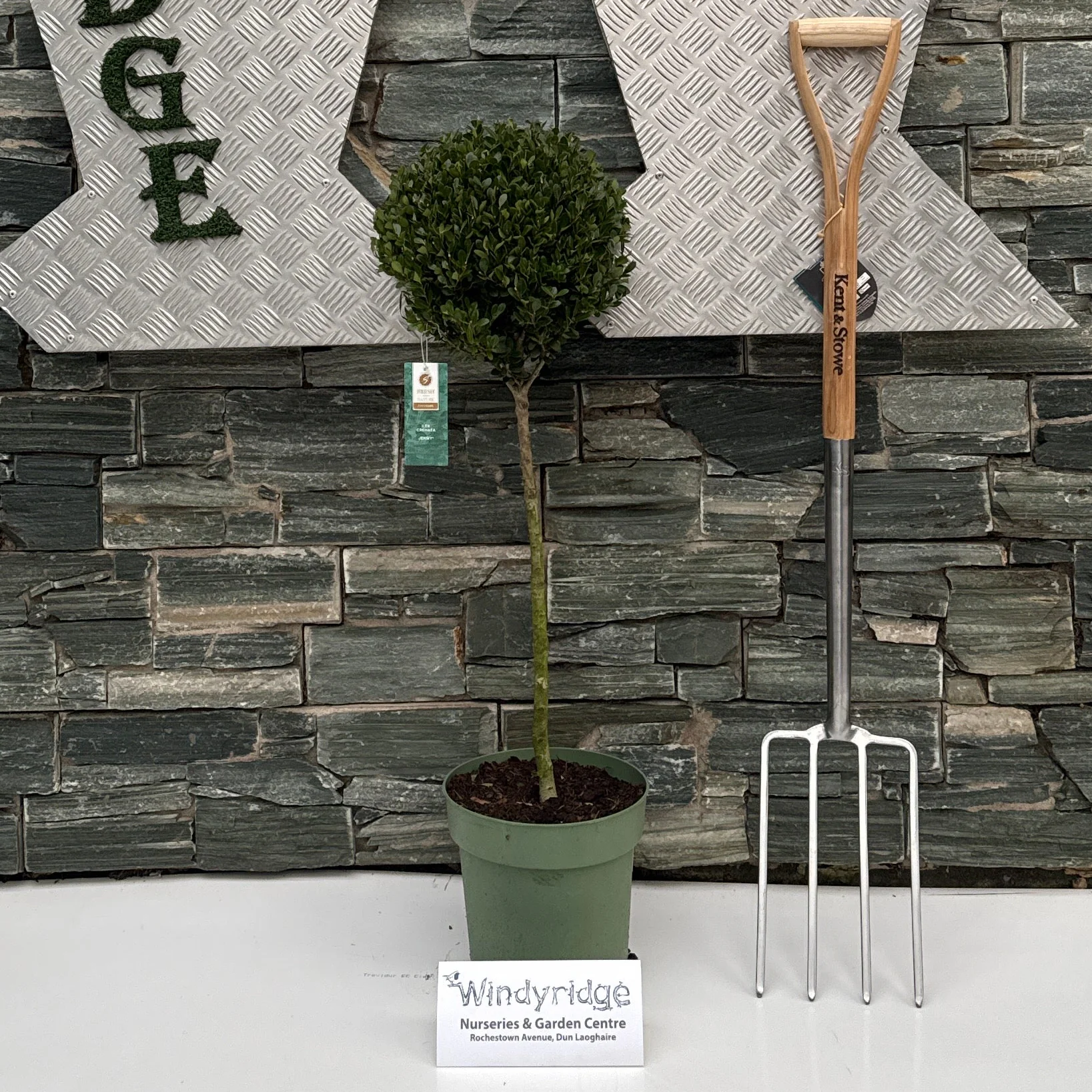 Ilex crenata 'Jenny'® C7.5, ball on stem