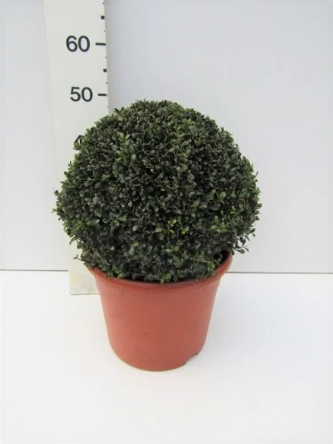 Ilex crenata Stokes 40 CM BALL C12