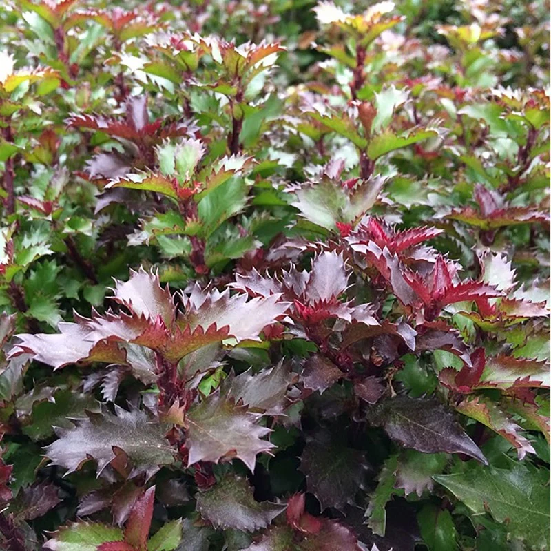 Ilex mes. Little Rascal