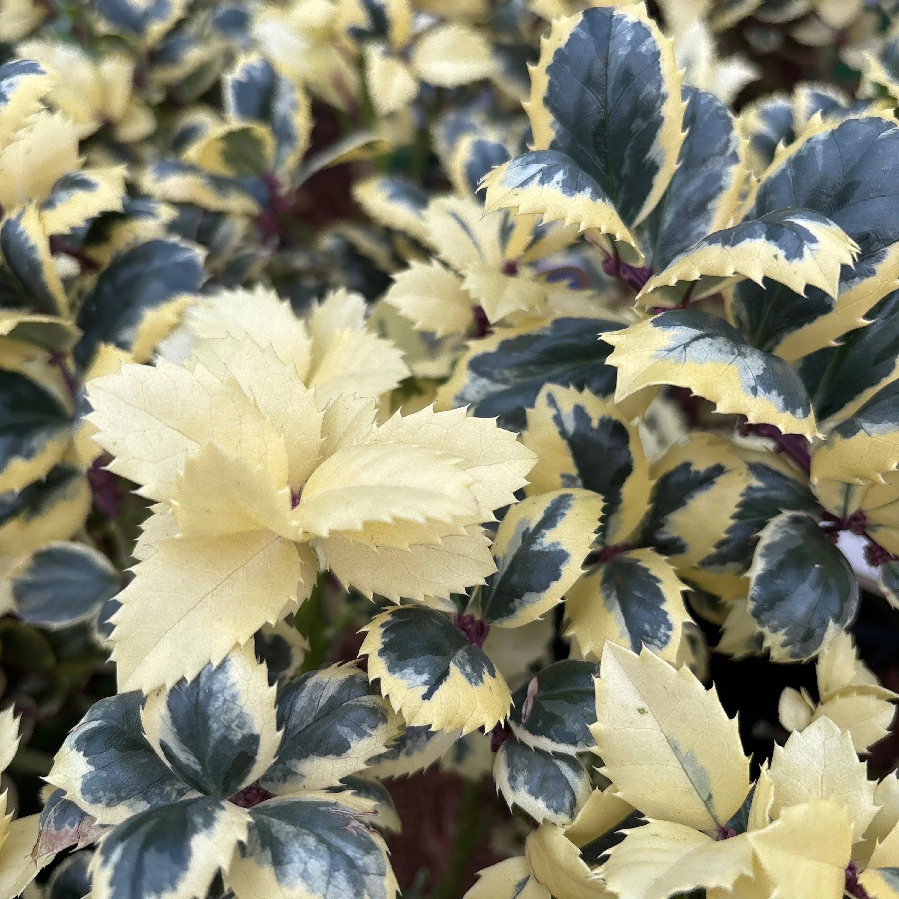 Ilex meserveae Casanova 5 Ltr pot - Image 2
