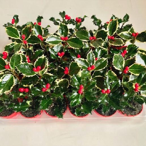 Ilex mix  6 cm pot - Image 2