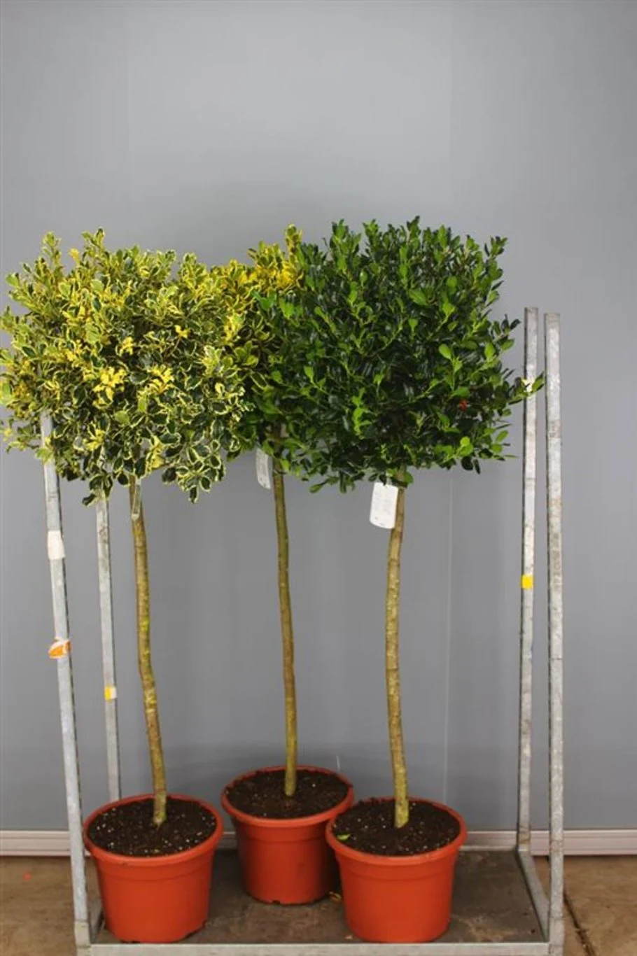 Ilex mix STEM 100 CM C25 50-60 CM BALL