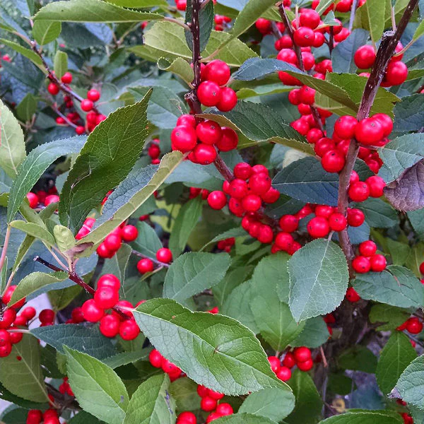 Ilex verticillata Magical Berry 60-80 CM