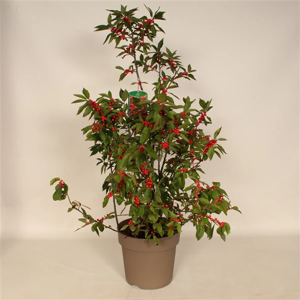 Ilex verticillata Magical Berry 60-80 CM - Image 2