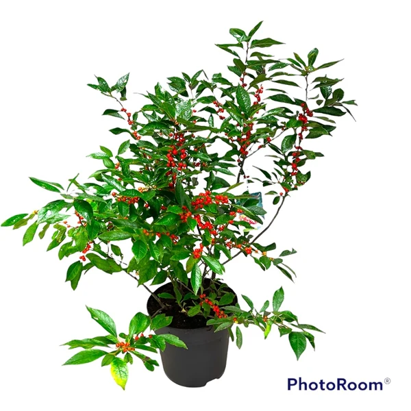 Ilex verticillata Magical Berry 60-80 CM - Image 3