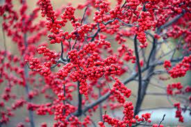 Ilex verticillata Magical Berry 60-80 CM - Image 4