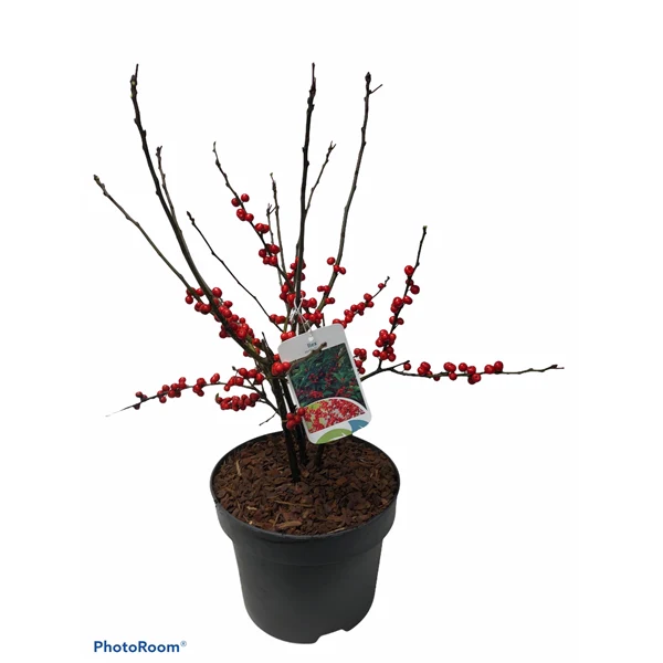 Ilex verticillata Magical Berry 60-80 CM - Image 5