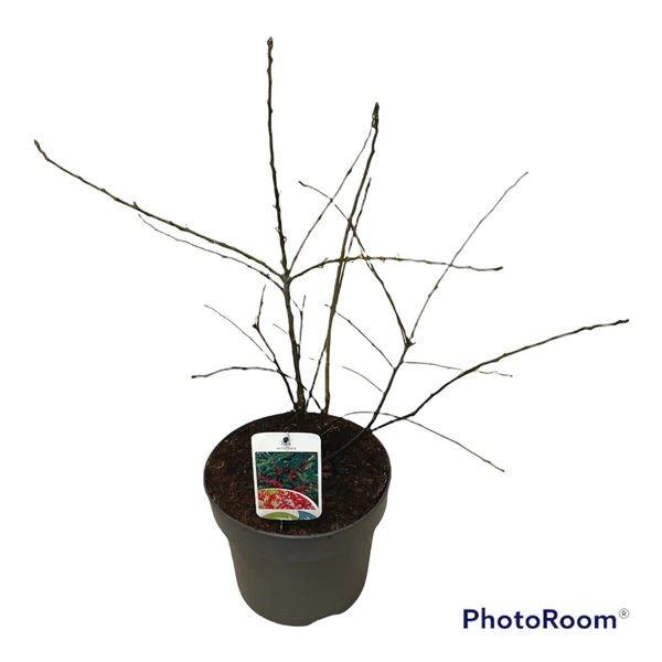 Ilex verticillata Magical Berry 60-80 CM - Image 7