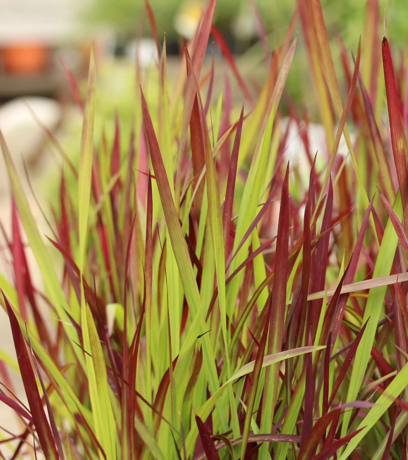Imperata Cylindrica Red Baron