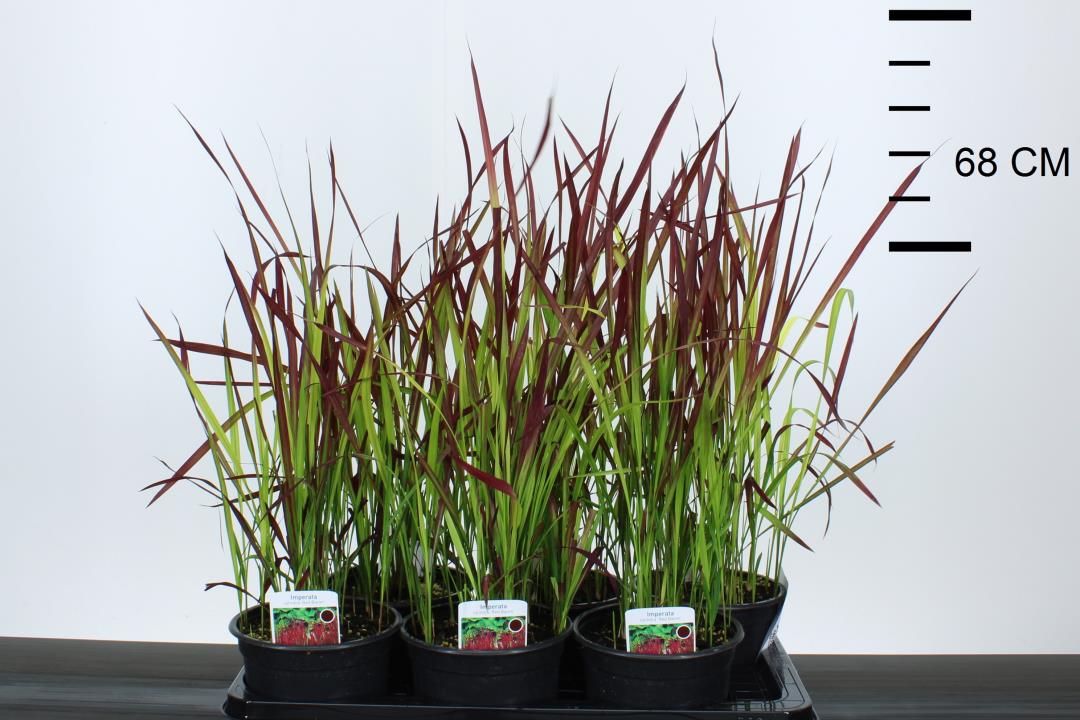 Imperata cylindrica 'Red Baron' P19 - Image 3