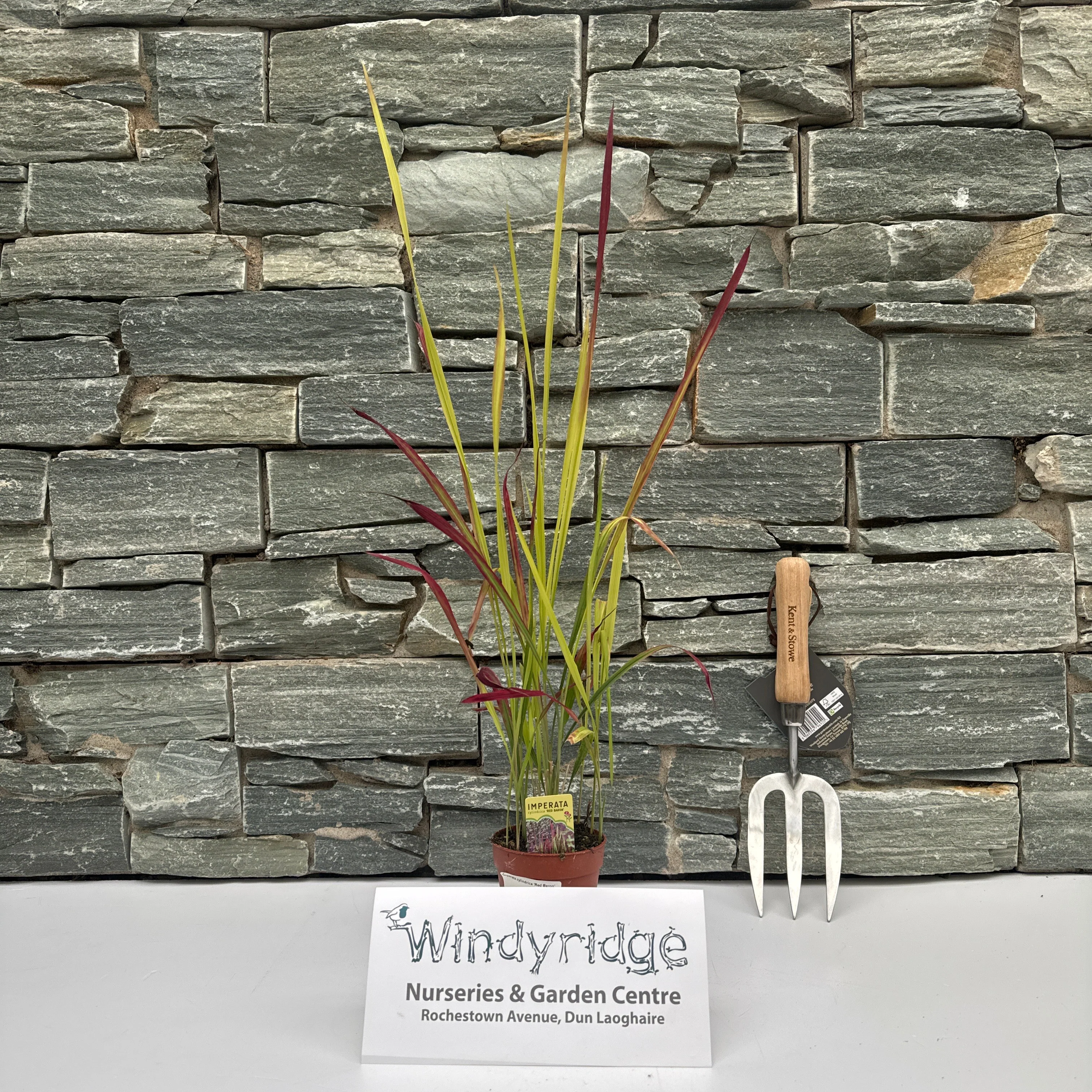 Imperata cylindrica Red Baron
