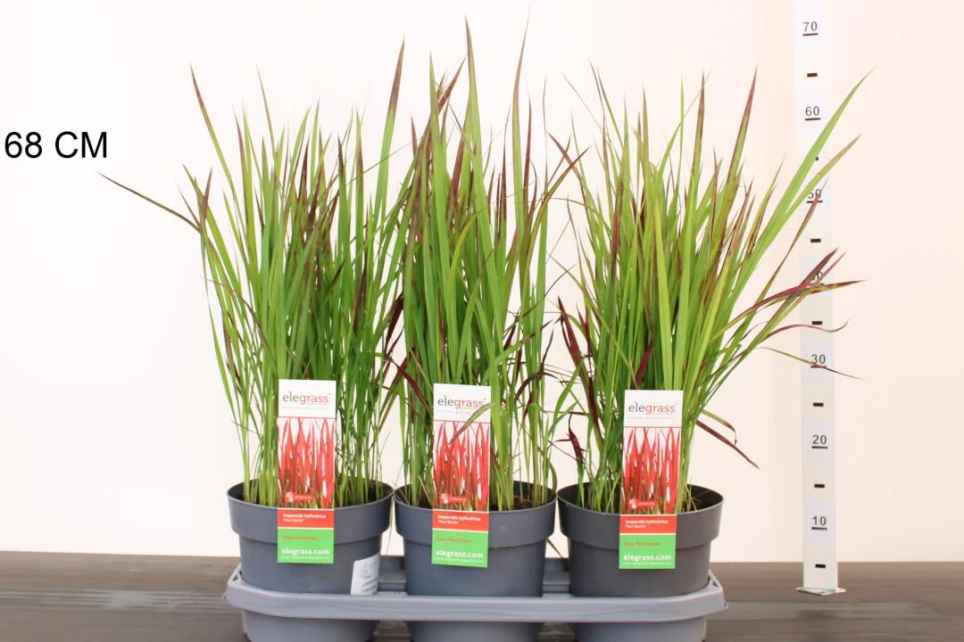 Imperata cylindrica Red Baron