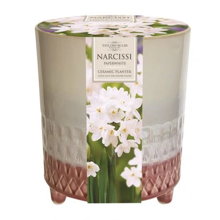 INDOOR PAPERWHITE PLANTER X3